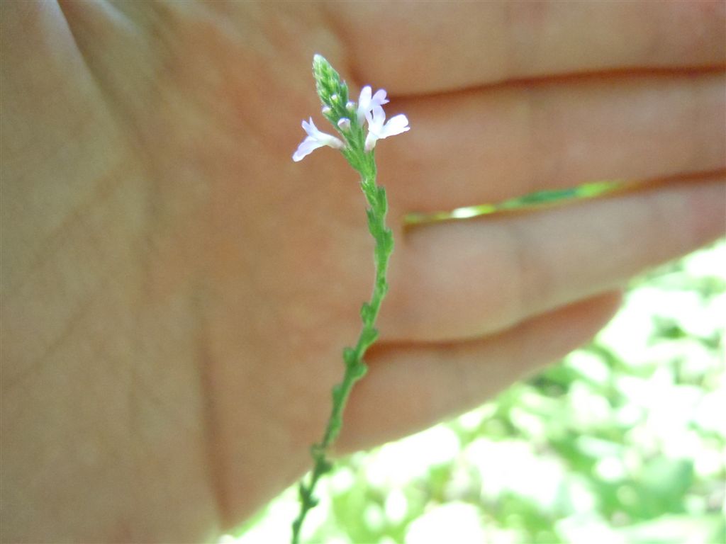 Verbena officinalis